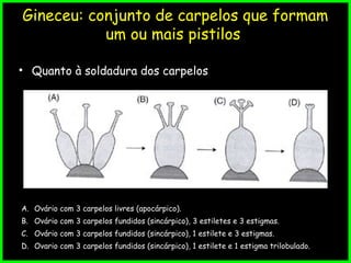 Gineceu: conjunto de carpelos que formam
um ou mais pistilos
• Quanto à soldadura dos carpelos
A. Ovário com 3 carpelos livres (apocárpico).
B. Ovário com 3 carpelos fundidos (sincárpico), 3 estiletes e 3 estigmas.
C. Ovário com 3 carpelos fundidos (sincárpico), 1 estilete e 3 estigmas.
D. Ovario com 3 carpelos fundidos (sincárpico), 1 estilete e 1 estigma trilobulado.
 