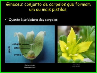 Gineceu: conjunto de carpelos que formam
um ou mais pistilos
• Quanto à soldadura dos carpelos
Sedum multicepa
Carpelo apocárpico
Brachychiton sp.
Carpelo sincárpico
 
