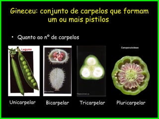 Gineceu: conjunto de carpelos que formam
um ou mais pistilos
• Quanto ao nº de carpelos
Unicarpelar Bicarpelar Tricarpelar Pluricarpelar
 