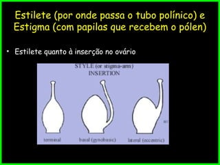Estilete (por onde passa o tubo polínico) e
Estigma (com papilas que recebem o pólen)
• Estilete quanto à inserção no ovário
 