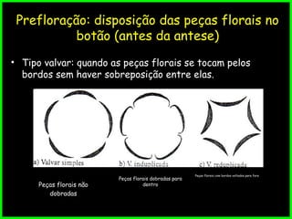 Prefloração: disposição das peças florais no
botão (antes da antese)
• Tipo valvar: quando as peças florais se tocam pelos
bordos sem haver sobreposição entre elas.
Peças florais dobradas para
dentro
Peças florais com bordos voltados para fora
Peças florais não
dobradas
 