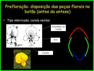 Prefloração: disposição das peças florais no
botão (antes da antese)
• Tipo imbricada: corola vexilar
Estandarte ou
vexilo
Asa
Carena
 