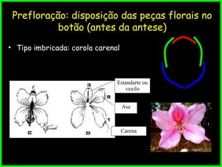 Prefloração: disposição das peças florais no
botão (antes da antese)
• Tipo imbricada: corola carenal
Estandarte ou
vexilo
Asa
Carena
 