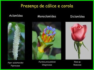 Presença de cálice e corola
Aclamídea Monoclamídea
Piper xylosteoides
Piperaceae
Fuchsia procumbens
Onagraceae
Diclamídea
Rosa sp.
Rosaceae
 