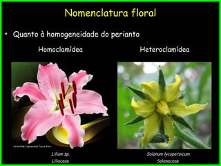 Nomenclatura floral
• Quanto à homogeneidade do perianto
Homoclamídea Heteroclamídea
Lilium sp.
Liliaceae
Solanum lycopersicum
Solanaceae
 