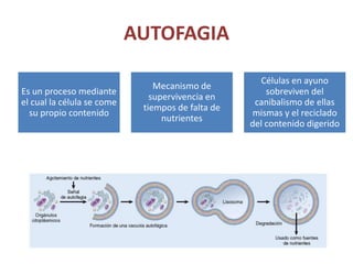 AUTOFAGIA
Es un proceso mediante
el cual la célula se come
su propio contenido
Mecanismo de
supervivencia en
tiempos de falta de
nutrientes
Células en ayuno
sobreviven del
canibalismo de ellas
mismas y el reciclado
del contenido digerido
 