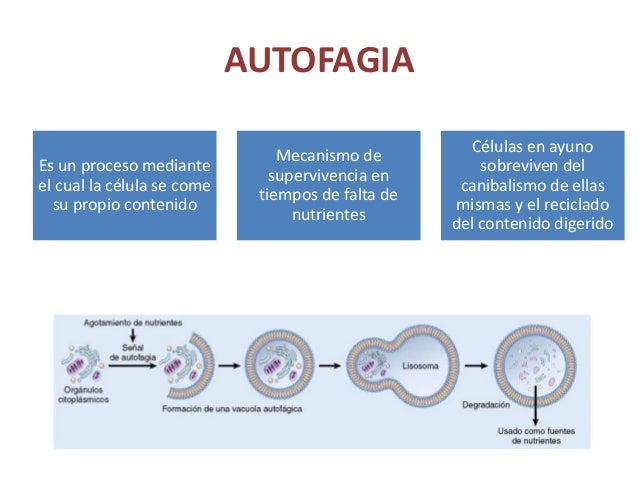 Resultado de imagen de autofagia celular