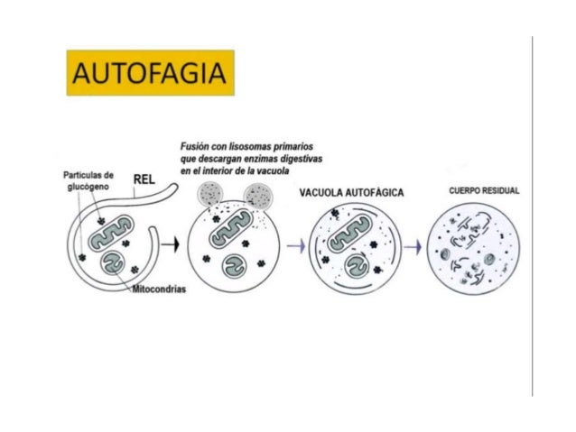 Resultado de imagen de foto autofajia