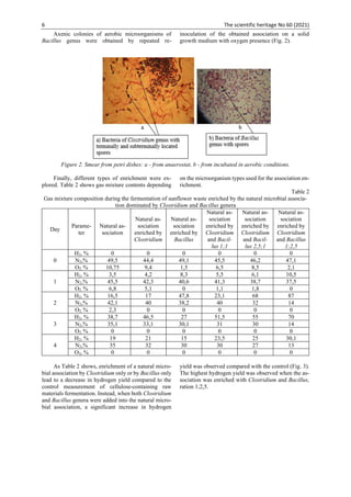6 The scientific heritage No 60 (2021)
Axenic colonies of aerobic microorganisms of
Bacillus genus were obtained by repeated re-
inoculation of the obtained association on a solid
growth medium with oxygen presence (Fig. 2).
Figure 2. Smear from petri dishes: a - from anaerostat, b - from incubated in aerobic conditions.
Finally, different types of enrichment were ex-
plored. Table 2 shows gas mixture contents depending
on the microorganism types used for the association en-
richment.
Table 2
Gas mixture composition during the fermentation of sunflower waste enriched by the natural microbial associa-
tion dominated by Clostridium and Bacillus genera
Day
Parame-
ter
Natural as-
sociation
Natural as-
sociation
enriched by
Clostridium
Natural as-
sociation
enriched by
Bacillus
Natural as-
sociation
enriched by
Clostridium
and Bacil-
lus 1;1
Natural as-
sociation
enriched by
Clostridium
and Bacil-
lus 2,5;1
Natural as-
sociation
enriched by
Clostridium
and Bacillus
1;2,5
0
H2, % 0 0 0 0 0 0
N2,% 49,5 44,4 49,1 45,5 46,2 47,1
О2, % 10,75 9,4 1,5 6,5 8,5 2,1
1
Н2, % 3,5 4,2 8,3 5,5 6,1 10,5
N2,% 45,5 42,3 40,6 41,3 38,7 37,5
О2, % 6,8 5,1 0 1,1 1,8 0
2
Н2, % 16,5 17 47,8 23,1 68 87
N2,% 42,1 40 38,2 40 32 14
О2, % 2,3 0 0 0 0 0
3
Н2, % 38,7 46,5 27 51,5 55 70
N2,% 35,1 33,1 30,1 31 30 14
О2, % 0 0 0 0 0 0
4
Н2, % 19 21 15 23,5 25 30,1
N2,% 35 32 30 30 27 13
О2, % 0 0 0 0 0 0
As Table 2 shows, enrichment of a natural micro-
bial association by Clostridium only or by Bacillus only
lead to a decrease in hydrogen yield compared to the
control measurement of cellulose-containing raw
materials fermentation. Instead, when both Clostridium
and Bacillus genera were added into the natural micro-
bial association, a significant increase in hydrogen
yield was observed compared with the control (Fig. 3).
The highest hydrogen yield was observed when the as-
sociation was enriched with Clostridium and Bacillus,
ration 1;2,5.
 