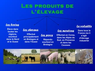 Les produits de l’élevage Les bovins Éleve dans toutes les régions, sourtout dans le Nord et le Ouest Les chevaux Effectuè principalement en Bretagne et dans l’Ouest Les porcs Rèpandu sourtout en Bretagne Les moutons Effectuè en Corse, dans les Alpes du Sud, en Provence et dans les Causses La volaille Dans tous la France ma il s’agit  d’élevage industriel 
