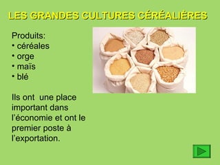 LES GRANDES CULTURES CÉRÉALIÈRES   Produits: céréales orge ma ïs blé Ils ont  une place important dans l’économie et ont le premier poste à l’exportation. 