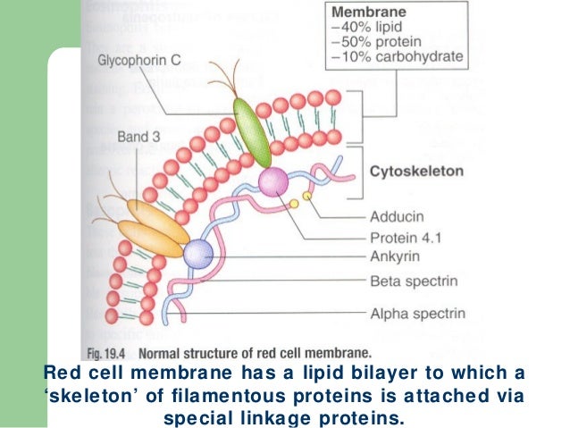 book dry beans and pulses production processing and nutrition