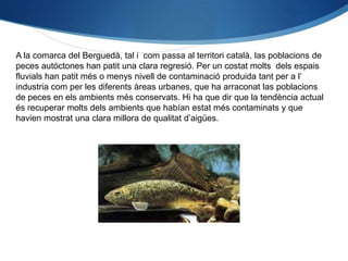 A la comarca del Berguedà, tal i com passa al territori català, las poblacions de
peces autóctones han patit una clara regresió. Per un costat molts dels espais
fluvials han patit més o menys nivell de contaminació produida tant per a l’
industria com per les diferents àreas urbanes, que ha arraconat las poblacions
de peces en els ambients més conservats. Hi ha que dir que la tendència actual
és recuperar molts dels ambients que habían estat més contaminats y que
havien mostrat una clara millora de qualitat d’aigües.
 