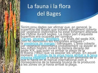 La fauna i la flora
          del Bages

 Tenim prou dades per afirmar que, en general, la
  superfície del Bages que trobem actualment coberta
  per vegetació espontània ha estat fortament alterada
  per l’home durant segles. La major part d’aquesta
  superfície era ocupada per conreus
  (vinyes, oliveres, ametllers...) a finals del segle XIX,
  com ho demostren les fotografies antigues i
  la presència de marges i barraques. L'àrea coberta
  per vegetació espontània probablement va assolir el
  seu mínim històric durant la darrera dècada del
  segle XIX, just quan va arribar la plaga de la
  fil·loxera (1892) que va assolar les vinyes. En aquell
  moment, el conreu de la vinya havia arribat a la seva
  màxima expansió a causa de la gran demanda de vi
  que hi havia en el mercat internacional com a
  conseqüència de la baixada brusca de la producció
  a les zones on ja havia arribat la plaga.
 