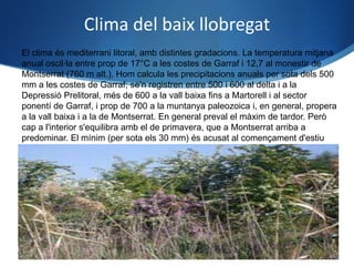 Clima del baix llobregat
El clima és mediterrani litoral, amb distintes gradacions. La temperatura mitjana
anual oscil·la entre prop de 17°C a les costes de Garraf i 12,7 al monestir de
Montserrat (760 m alt.). Hom calcula les precipitacions anuals per sota dels 500
mm a les costes de Garraf; se'n registren entre 500 i 600 al delta i a la
Depressió Prelitoral, més de 600 a la vall baixa fins a Martorell i al sector
ponentí de Garraf, i prop de 700 a la muntanya paleozoica i, en general, propera
a la vall baixa i a la de Montserrat. En general preval el màxim de tardor. Però
cap a l'interior s'equilibra amb el de primavera, que a Montserrat arriba a
predominar. El mínim (per sota els 30 mm) és acusat al començament d'estiu
(juny i juliol).
 