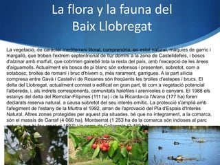 La flora y la fauna del
                         Baix Llobregat
La vegetació, de caràcter mediterrani litoral, comprendria, en estat natural, màquies de garric i
margalló, que troben l'extrem septentrional de llur domini a la zona de Castelldefels, i boscs
d'alzinar amb marfull, que cobririen gairebé tota la resta del país, amb l'excepció de les àrees
d'aiguamolls. Actualment els boscs de pi blanc són extensos i presenten, sobretot, com a
sotabosc, brolles de romaní i bruc d'hivern o, més rarament, garrigues. A la part silícia
compresa entre Gavà i Castellví de Rosanes són freqüents les brolles d'estepes i brucs. El
delta del Llobregat, actualment conreat o edificat en gran part, té com a vegetació potencial
l'albereda, i, als indrets corresponents, comunitats halòfiles i arenícoles o canyars. El 1988 els
estanys del delta del Remolar-Filipines (111 ha) i de la Ricarda-ca l'Arana (177 ha) foren
declarats reserva natural, a causa sobretot del seu interès ornític. La protecció s'amplià amb
l'afegiment de l'estany de la Murtra el 1992, arran de l'aprovació del Pla d'Espais d'Interès
Natural. Altres zones protegides per aquest pla situades, bé que no íntegrament, a la comarca,
són el massís de Garraf (4 066 ha), Montserrat (1 253 ha de la comarca són incloses al parc
natural que hi fou creat el 1987) i la serra de Collserola (2 480 ha).
 