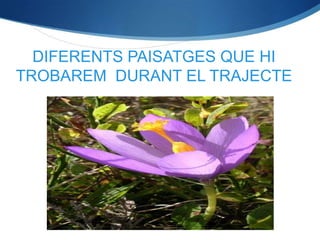DIFERENTS PAISATGES QUE HI
TROBAREM DURANT EL TRAJECTE




                    .
 