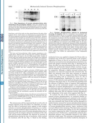 drag forces, each of the wells was then placed between the poles of the
magnetic device, which induces an inhomogeneous magnetic field (14).
The forces subjected to one bead were adjusted to 10 dyne/cm2
. Analyses
revealed that this strength was exerted to most of the beads, whereas a
smaller part of the beads in the vicinity of the flat pole was subjected to
lower forces. The forces were applied either with a frequency of 1 Hz if
not otherwise mentioned or permanently during the indicated time. In
general, the following experimental designs were compared: 1) control
cells without any treatment (Ϫ); 2) clustered samples (c), i.e. the cell
monolayer was incubated with anti-integrin antibody-coated beads for
50 min; 3) mechanically stressed samples, i.e. the cell monolayer was
incubated (in a control experiment with anti-CD71) with anti-integrin
antibody-coated beads for 20 min followed by application of forces for 30
min.
Cell Lysis and Immunoblotting—After integrin stimulation as de-
scribed above, adherent cells in each well were washed in phosphate-
buffered saline and lysed in 10 ␮l of SDS sample buffer. Lysates of
several wells were pooled and then boiled. The samples were subjected
to a 7.5% SDS-polyacrylamide gel electrophoresis. For immunoblotting,
the proteins were transferred to polyvinylidene difluoride membranes.
To block nonspecific binding, membranes were incubated with 5% milk
powder in buffer containing 0.01% Tween 20, 100 mM Tris/HCl, pH 9.0,
155 mM NaCl for 30 min at 37 °C. Immunoblotting was performed
with alkaline phosphatase-labeled anti-phosphotyrosine antibody at a
dilution of 1:20,000 and then visualized with chemiluminescence
(CDP star).
Immunoprecipitation—To analyze activation of MAP kinases, cells
were lysed in precipitation buffer containing protease inhibitor, SDS,
and Triton X-100 (0.1%). After centrifugation, the supernatant was
incubated with 100 ␮l of anti-ERK antibody for 1 h at room temperature
followed by adding 50 ␮l of protein A-agarose. After centrifugation, the
pellet was washed in precipitation buffer and analyzed for phosphoty-
rosine as described above.
Preparation of Cytoskeletal Fractions—The cell monolayer was incu-
bated with cell extraction buffer containing 1% Triton X-100, 20 mM
imidazole, 2 mM MgCl2, 80 mM KCl, 2 mM EGTA for 5 min at 4 °C. The
Triton nonsoluble fractions were then collected in SDS sample buffer
and subjected to gel electrophoresis as described above.
Treatment with Cytochalasin and Calcium Chelator—To disrupt the
actin filaments of the cytoskeleton, the cell monolayer was treated with
25 nM cytochalasin D for 20 min at 37 °C. The cells were then washed
and incubated with the microbeads to perform the procedure for me-
chanical loading.
For chelating intracellular calcium, the cells were preincubated with
5 ␮M of 1,2-bis(2-aminophenoxy)ethane-N,N,NЈ,NЈ-tetraacetic acid, ace-
toxymethyl ester (BAPTA-AM) for 15 min. Mechanical strain was then
applied in the presence of 5 ␮M of BAPTA.
RESULTS
The osteosarcoma cell line expressed the ␤1 as well as the ␣2
integrin subunits on the cell surface (14). Therefore, we exam-
ined the effect of mechanical stress applied to both integrin
subunits on tyrosine phosphorylation of proteins as a mecha-
nism in integrin-mediated signal transduction. First, we were
interested in the time course of tyrosine phosphorylation due to
clustering of the ␤1 integrin subunit by incubation of the cells
with anti-␤1-coated microbeads. We observed an increase of
phosphorylation during the time of incubation, which reached
the maximum after 60 min (Fig. 1). Based on this finding,
mechanical stress was applied to integrins for 30 min after an
incubation time of 20 min to bind the beads to the receptors.
Application of forces to the ␤1 as well as to the ␣2 subunit
induced an increased tyrosine phosphorylation of proteins com-
pared with integrin clustering alone (Fig. 2). Stressing the ␤1
chain, the effect was more pronounced than with ␣2. To prove
whether the mechanically induced cellular reactions are spe-
cific for integrins, we stressed the transferrin receptor (CD71)
for comparison. Although a slightly increased tyrosine phos-
phorylation was observed compared with untreated cells, the
effect was distinctly lower than after stressing an integrin
receptor (Fig. 3). Next we compared the effect of permanent
mechanical loading with an intermittent stress of 1 Hz on
tyrosine phosphorylation. Application of a stress with a fre-
quency of 1 Hz induced a more profound phosphorylation than
permanent drag forces (Fig. 2). To exclude the possibility that
the influence of different modes of magnetic field application
alone and not the mechanical receptor stress provoked the
differences in tyrosine phosphorylation, we compared controls
in which pure cells were subjected to a permanent and a cyclic
magnetic field. This experiment clearly demonstrated that the
magnetic field alone did not influence tyrosine phosphoryla-
tion, independent of the mode of the magnetic field (Fig. 3).
To evaluate the role of the cytoskeleton in mechanically
induced tyrosine phosphorylation, we examined whether ty-
rosine-phosphorylated proteins are anchored to the cytoskele-
ton. After clustering and mechanically loading of the integrins,
cells were extracted with Triton X-100, and the detergent in-
soluble fraction analyzed for tyrosine-phosphorylated proteins
(Fig. 4). Both clustering and additional stress induced a linkage
of tyrosine-phosphorylated proteins. Again, mechanical load
was more effective than clustering. This observation concerned
the ␤1 subunit, whereas the linkage of ␣2 to the cytoskeleton
was similar comparing the effect of clustering and additional
mechanical load. Furthermore, cytoskeletally anchored phos-
phorylated proteins were preferably detected in the higher
molecular weight range. The anchorage of phosphorylated pro-
teins to the cytoskeleton was further studied by disruption of
FIG. 1. Time dependence of tyrosine phosphorylation after
clustering of the ␤1-integrin subunit. Cells were incubated with
anti-␤1-coated microbeads for the indicated periods in minutes. A total
cell lysate was then electrophoresed and blotted against an anti-phos-
photyrosine antibody. Tyrosine phosphorylation increased up to 60 min
and then decreased.
FIG. 2. Tyrosine phosphorylation induced by mechanical
stressing of integrins. Cells in a monolayer were incubated with
microbeads to bind at the ␤1 or ␣2 integrin subunit followed by appli-
cation of drag forces (s). These samples are compared with clustering of
the integrins by incubation with the microbeads without subsequent
mechanical loading (c), and untreated control cells (Ϫ). Total cell lysates
were electrophoresed and blotted for anti-phosphotyrosine. Most pro-
nounced differences are observed in the 40-kDa region. In all cases,
physical forces induced a significantly enhanced tyrosine phosphoryla-
tion compared with clustering and controls. Mechanical stressing of ␤1
induced a higher response than loading the ␣2 subunit (compare ␤1/1
Hz/s versus ␣2/1 Hz/s; or ␤1/P/s versus ␣2/P/s). A cyclic stress with a
frequency of 1 Hz was more effective than a permanent stress in both
integrin subunits (compare ␤1/1 Hz/s versus ␤1/P/s; and ␣2/1 Hz/s
versus ␣2/P/s). The results are representative of four independent
experiments.
Mechanically Induced Tyrosine Phosphorylation5082
atUniversityofTexasatAustinonApril11,2007www.jbc.orgDownloadedfrom
 