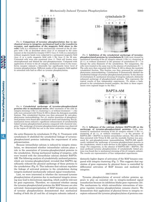 the actin filaments by cytochalasin D (Fig. 5). Treatment with
cytochalasin D abolished the cytoskeletal linkage of tyrosine-
phosphorylated proteins indicating the requirement of actin
polymerization.
Because intracellular calcium is induced by integrin stimu-
lation, we determined whether intracellular calcium plays a
role in the association of tyrosine-phosphorylated proteins to
the cytoskeleton. During mechanical loading of integrins, cells
were treated with the intracellular calcium chelator BAPTA-
AM. The following analysis of cytoskeletally anchored proteins,
which are tyrosine-phosphorylated, revealed that BAPTA sig-
nificantly reduced the physical anchorage of these proteins to
the cytoskeleton (Fig. 6). This indicates that calcium regulates
the linkage of activated proteins to the cytoskeleton during
integrin-mediated mechanically induced signal transduction.
Last, we were interested in whether the increased tyrosine
phosphorylation of proteins due to mechanical integrin stress-
ing may lead to downstream signaling, which could be relevant
for gene expression. Therefore, we examined whether among
the tyrosine-phosphorylated proteins the MAP kinases are also
activated. Immunoprecipitation of MAP kinases and analysis
of tyrosine phosphorylation demonstrated that mechanical
loading of both the ␤1 and the ␣2 integrin subunits induced a
distinctly higher degree of activation of the MAP kinases com-
pared with integrin clustering (Fig. 7). This suggests that reg-
ulation of gene expression by physical forces is controlled by
differential activation of MAP kinases and mediated by
integrins.
DISCUSSION
Tyrosine phosphorylation of several cellular proteins ap-
pears to play an essential role in integrin-mediated signal
transduction because its inhibition blocks gene expression (24).
The mechanisms by which extracellular interactions of inte-
grins regulate tyrosine phosphorylation remains elusive. We
demonstrate that application of physical forces to integrin re-
ceptors enhanced the tyrosine phosphorylation of proteins com-
FIG. 3. Comparison of tyrosine phosphorylation due to me-
chanical stress to integrins, mechanical load to the transferrin
receptor, and application of the magnetic field alone to the
cells. Cells in a monolayer were mechanically stressed at the ␤1 inte-
grin with 1 Hz as described above (lane 2) or stressed in the same
manner at the transferrin receptor (CD71) (lane 3). Cells in a monolayer
without magnetic beads were subjected to a permanent magnetic field
(lane 4) or a cyclic magnetic field with 1 Hz (lane 5) for 30 min.
Untreated cells were also examined (lane 1). Total cell lysates were
electrophoresed and blotted for anti-phosphotyrosine. Compared with
application of stress to the ␤1 integrin, mechanical stress to the trans-
ferrin receptor induced a detectable but significantly lower level of
tyrosine phosphorylation. Different modes of the magnetic field applied
to untreated cells had no effect on tyrosine phosphorylation.
FIG. 4. Cytoskeletal anchorage of tyrosine-phosphorylated
proteins due to mechanical stress. After treatment of the cells by
integrin stressing (1 Hz) (s), clustering (c), or without treatment (Ϫ), the
cells were extracted with Triton X-100 to obtain the detergent-insoluble
fraction. This cytoskeletal fraction was then processed for anti-phos-
photyrosine immunoblotting. For ␣2, similar quantities of phosphoryl-
ated proteins were found after mechanical stress and clustering. For ␤1,
mechanical stress induced a significant enhancement of cytoskeletally
linked tyrosine-phosphorylated proteins compared with clustered inte-
grins. The anchorage of tyrosine-phosphorylated proteins was observed
in the region of 130 kDa but not in the lower molecular weight range.
FIG. 5. Inhibition of the cytoskeletal anchorage of tyrosine-
phosphorylated proteins by cytochalasin D. Cells were treated by
mechanical stressing of the ␤1 integrin subunit (1 Hz) (s), clustering of
␤1 (c), or without treatment in the presence of cytochalasin D (ϩ) to
disrupt the actin filaments of the cytoskeleton. For comparison, the
cells were treated in the same way in the absence of cytochalasin D (Ϫ).
The cells were then extracted with Triton X-100 to obtain the insoluble
cytoskeletal fraction. This fraction was then processed for anti-phos-
photyrosine immunoblotting. Cytochalasin D dramatically blocked the
cytoskeletal linkage of tyrosine-phosphorylated proteins. In the absence
of cytochalasin D, mechanical stressing of integrins induced a distinctly
enhanced anchorage of phosphorylated proteins. This represents the
typical results of four independent experiments. (To obtain a back-
ground in the cytochalasin-treated samples, the blots in these experi-
ments were exposed longer to the film.)
FIG. 6. Influence of the calcium chelator BAPTA-AM on the
anchorage of tyrosine-phosphorylated proteins. Cells were
treated by mechanical stressing of the ␤1 integrin subunit (1 Hz) (s),
clustering of ␤1 (c), or without treatment (Ϫ) in the presence of
BAPTA-AM (ϩBAPTA) to chelate intracellular calcium. The cells were
then extracted with Triton X-100, and the insoluble fraction was proc-
essed for anti-phosphotyrosine immunoblotting. BAPTA-AM signifi-
cantly inhibited the anchorage of tyrosine-phosphorylated proteins to
the cytoskeleton, which is most obvious in the higher molecular weight
range. For comparison, in the absence of BAPTA-AM (ϪBAPTA), the
most profound tyrosine phosphorylation of cytoskeletally linked pro-
teins was found due to mechanical stressing of the ␤1 integrin subunit.
The results are representative of four independent experiments.
Mechanically Induced Tyrosine Phosphorylation 5083
atUniversityofTexasatAustinonApril11,2007www.jbc.orgDownloadedfrom
 