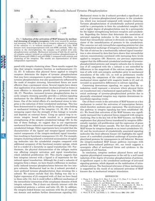 pared with integrin clustering alone. These results support the
idea that integrin receptors function as mechanosensors (11,
12, 25). It indicates that physical forces applied to integrin
receptors determine the degree of tyrosine phosphorylation
that may have consequences in gene expression. Furthermore,
tyrosine phosphorylation was also quantitatively influenced by
the mode of receptor stressing. Intermittent forces are more
effective than a permanent stress. Several reports have shown
that application of an intermittent mechanical load on bones is
more effective to stimulate growth than a permanent strain
(26, 27). Therefore, increased tyrosine phosphorylation due to
cyclic integrin stressing possibly provides a cellular-signaling
mechanism for the differential effect of mechanical loads on
bones. One of the initial effects of a mechanical stress to inte-
grins is the induction of their cytoskeletal anchorage. This has
been demonstrated in migrating cells by integrin cross-linking
or mechanical twisting of the integrins (11, 28, 29). It is an
intriguing aspect that the strength of this linkage is variable
and depends on external forces. Using an optical trap to re-
strain integrin bound beads resulted in a proportional
strengthening of the integrin cytoskeletal linkage (30). In the
line of these findings, we suggest that in our experiments
mechanical forces induced an increased strength of the integrin
cytoskeletal linkage. Other experiments have revealed that the
characteristics of the ligand and receptor-ligand interaction
control components of the integrin-mediated signal transduc-
tion resulting in functional consequences (31–33). For example,
integrin clustering induced a restricted accumulation of signal-
ing molecules into the cytoskeletal complex compared with
additional occupancy of the functional receptor epitope, which
led to a model of a hierarchy in signal transduction (34). Fur-
thermore, the physical characteristics of the collagen matrix
was affecting integrin activation and signal transduction,
which inhibited proliferation (32). This clearly suggests that
how integrins interact with a ligand is of importance for the
induced signal transduction. Although the ␤ and ␣ subunits of
integrins form a dimer, we have found a difference in mechan-
ically induced tyrosine phosphorylation between the two inte-
grin subunits. Mechanical load on the ␤ subunit provoked a
more profound tyrosine phosphorylation than stressing the ␣
subunit. We cannot exclude that this finding was due to a
higher expression of ␤1 compared with ␣2 that we have found
in these cells (14), but it could reflect a different mechanism of
the intracellular interaction of the cytoplasmic domains of both
integrin subunits. The ␤ chain can directly interact with the
cytoskeletal proteins ␣ actinin and talin (35, 36). In addition,
the integrin-linked kinase can associate with the ␤1 cytoplas-
mic domain and mediate further downstream signaling (37).
Mechanical stress to the ␤ subunit provoked a significant an-
chorage of tyrosine-phosphorylated proteins to the cytoskele-
ton, which was increased compared with integrin clustering.
Tyrosine phosphorylation of cytoskeletally anchored proteins
could be a prerequisite to form the cytoskeletal complex (38),
and a higher degree of phosphorylation may be a prerequisite
for the higher strengthening between receptors and cytoskele-
ton. Regarding the factors that determine the association of
activated signaling molecules to the cytoskeleton, we have
found that intracellular calcium is obviously an important reg-
ulator of the immobilization of proteins to the cytoskeleton.
This concerns not only intracellular-signaling proteins but also
the cytoskeletal anchorage of integrins to the cytoskeleton (28).
The role of calcium for a mechanically induced signal transduc-
tion is also stressed by data that have shown that intracellular
calcium concentrations correlated with increasing force levels
applied to integrins (39). However, our previous experiments
suggest that the differential cytoskeletal anchorage of tyrosine-
phosphorylated proteins and integrin subunits due to stimula-
tion of ␤1 compared with the ␣ subunit is not controlled by
differences in the magnitude of the calcium response. Incuba-
tion of cells with anti-integrin antibodies prior to mechanical
stimulation of the cells (13), as well as preliminary results
concerning the comparison of the calcium responses due to
mechanical stress applied with magnetic beads to ␤1 and ␣2,
revealed no quantitative differences in calcium signaling.
Concerning downstream signaling, we argue that the cy-
toskeleton could represent a structure where physical forces
are transformed into a biochemical signal pathway. The differ-
ential anchorage of tyrosine-phosphorylated proteins due to
physically stimulated integrins may regulate downstream in-
tracellular-signaling events.
One of these events is the activation of MAP kinases as a key
mechanism to control the activation of transcription factors,
which therefore mediates gene expression. The involvement of
this pathway in integrin signaling has been established (40,
41). We found that activation of the MAP kinases was signifi-
cantly increased due to physical forces compared with integrin
clustering. Due to the key role of the MAP kinases, our finding
emphasizes that physical forces transduced by integrins differ-
entially regulate cell proliferation and the expression of genes
through the MAP kinase cascade. The fact that activation of
MAP kinase by integrins depends on an intact cytoskeleton (41,
42) and the involvement of cytoskeletally associated signaling
molecules like focal adhesion kinase (43) highlights the signif-
icance of a controlled cytoskeletal anchorage of tyrosine-phos-
phorylated proteins for consequences in cell behavior. Because
the integrin-mediated MAP kinase pathway converges with
growth factor-induced pathways (44), our result suggests a
synergistic effect of mechanical forces and cytokines in the
regulation of cell function.
In conclusion, integrins mediate physical forces and may
regulate physiological consequences in the cell by a well tuned
induction of the degree of tyrosine phosphorylation of proteins.
A significant aspect is the cytoskeletal anchorage of activated
signaling proteins, which depends on the mobilization of intra-
cellular calcium. The functional relevance of these mechanisms
is supported by the result of an enhanced activation of MAP
kinases due to mechanical integrin stimulation.
REFERENCES
1. Wang, D. L., Wung, B. S., Shyy, Y. J., Lin, C. F., Chao, Y. J., Usami, S., and
Chien, S. (1995) Circ. Res. 77, 294–302
2. Diamond, S., Eskin, S., and McIntire, L. (1989) Science 243, 1483–1485
3. Komuro, I., Katoh, Y., Kaida, T., Shibazaki, Y., Kurabayashi, M., Hoh, E.,
Takaku, F., and Yazaki, Y. (1991) J. Biol. Chem. 266, 1265–1268
4. Hasegawa, S., Sato, S., Saito, S., Suzuki, Y., and Brunette, D. M. (1985) Calcif.
Tissue Int. 37, 431–436
5. Wirtz, H. R. W., and Dobbs, L. G. (1990) Science 250, 1266–1269
FIG. 7. Induction of the activation of MAP kinases by mechan-
ical stressing of integrin receptors. Cells were treated by mechan-
ical stressing (1 Hz) of the ␤1 or the ␣2 integrin subunits (s), clustering
of the subunits (c), or without treatment (Ϫ). After cell lysis, MAP
kinases were immunoprecipitated with anti-ERK antibody. After sep-
aration in the electrophoresis, the samples were probed with anti-
phosphotyrosine antibody. Mechanical stressing of both the ␤1 and the
␣2 integrin subunit induced an enhanced tyrosine phosphorylation of
MAP kinases p42 (ERK-2) and p44 (ERK-1) compared with controls and
clustering of the integrins. The results are representative of three
independent experiments.
Mechanically Induced Tyrosine Phosphorylation5084
atUniversityofTexasatAustinonApril11,2007www.jbc.orgDownloadedfrom
 