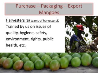 Harvesters (19 teams of harvesters):
Trained by us on issues of
quality, hygiene, safety,
environment, rights, public
health, etc.
Purchase – Packaging – Export
Mangoes
 