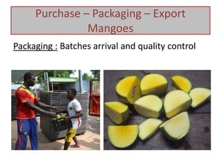 Packaging : Batches arrival and quality control
Purchase – Packaging – Export
Mangoes
 