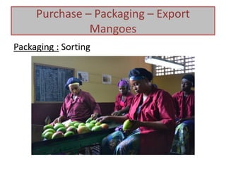 Packaging : Sorting
Purchase – Packaging – Export
Mangoes
 
