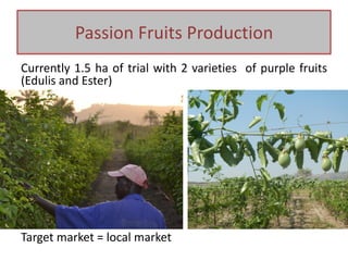 Passion Fruits Production
Currently 1.5 ha of trial with 2 varieties of purple fruits
(Edulis and Ester)
Target market = local market
 