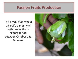 This production would
diversify our activity
with production -
export period
between October and
February
Passion Fruits Production
 