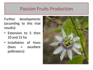 Further developments
(according to this trial
results):
• Extension to 5 then
10 and 15 ha
• Installation of hives
(bees = excellent
pollinators)
Passion Fruits Production
 