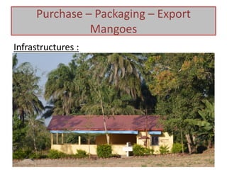Infrastructures :
Purchase – Packaging – Export
Mangoes
 