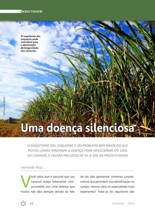 12	 Fevereiro · 2015
V
ocê sabia que é possível que seu
canavial esteja totalmente com-
prometido por uma doença que
muitos não dão atenção devido ao fato
INSECTSHOW
Uma doença silenciosa
Leonardo Ruiz
O RAQUITISMO DAS SOQUEIRAS É UM PROBLEMA BEM MAIOR DO QUE
MUITAS USINAS IMAGINAM. A DOENÇA PODE INFECCIONAR ATÉ 100%
DO CANAVIAL E CAUSAR PREJUÍZOS DE 5% A 30% DA PRODUTIVIDADE
de ela não apresentar sintomas caracte-
rísticos que permitam sua identificação no
campo, mesmo para os especialistas mais
experientes? Trata-se do raquitismo das
DIVULGAÇÃOBIOSEV
O raquitismo das
soqueiras pode
contribuir para
a diminuição
da longevidade
dos canaviais
 