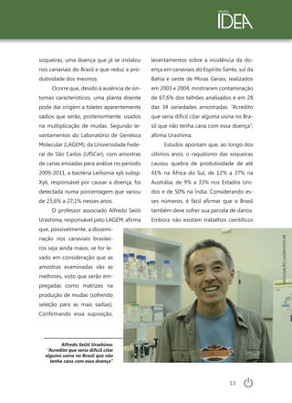 13
Alfredo Seiiti Urashima:
“Acredito que seria difícil citar
alguma usina no Brasil que não
tenha cana com essa doença”
soqueiras, uma doença que já se instalou
nos canaviais do Brasil e que reduz a pro-
dutividade dos mesmos.
Ocorre que, devido à ausência de sin-
tomas característicos, uma planta doente
pode dar origem a toletes aparentemente
sadios que serão, posteriormente, usados
na multiplicação de mudas. Segundo le-
vantamentos do Laboratório de Genética
Molecular (LAGEM), da Universidade Fede-
ral de São Carlos (UfSCar), com amostras
de canas enviadas para análise no período
2009-2011, a bactéria Leifsonia xyli subsp.
Xyli, responsável por causar a doença, foi
detectada numa porcentagem que variou
de 23,6% a 27,1% nesses anos.
O professor associado Alfredo Seiiti
Urashima, responsável pelo LAGEM, afirma
que, possivelmente, a dissemi-
nação nos canaviais brasilei-
ros seja ainda maior, se for le-
vado em consideração que as
amostras examinadas são as
melhores, visto que serão em-
pregadas como matrizes na
produção de mudas (sofrendo
seleção para as mais sadias).
Confirmando essa suposição,
levantamentos sobre a incidência da do-
ença em canaviais do Espírito Santo, sul da
Bahia e oeste de Minas Gerais, realizados
em 2003 e 2004, mostraram contaminação
de 67,6% dos talhões analisados e em 28
das 34 variedades amostradas. “Acredito
que seria difícil citar alguma usina no Bra-
sil que não tenha cana com essa doença”,
afirma Urashima.
Estudos apontam que, ao longo dos
últimos anos, o raquitismo das soqueiras
causou quebra de produtividade de até
41% na África do Sul, de 12% a 37% na
Austrália, de 9% a 33% nos Estados Uni-
dos e de 50% na Índia. Considerando es-
ses números, é fácil afirmar que o Brasil
também deve sofrer sua parcela de danos.
Embora não existam trabalhos científicos
DIVULGAÇÃOLAGEM/UFSCAR
 