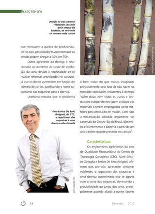 14	 Fevereiro · 2015
INSECTSHOW
é bem maior do que muitos imaginam,
principalmente pelo fato de não haver no
mercado variedades resistentes à doença.
“Além disso, nem todas as usinas e pro-
dutores independentes fazem análises dos
materiais a serem empregados como ma-
trizes para produção de mudas. Com isso,
a mecanização, adotada largamente nos
canaviais do Centro-Sul do Brasil, dissemi-
na eficientemente a bactéria a partir de um
único tolete doente presente no campo”.
Características
Os engenheiros agrônomos da área
de Qualidade Fitossanitária do Centro de
Tecnologia Canavieira (CTC), Aline Cristi-
ne Zavaglia e Enrico De Beni Arrigoni, afir-
mam que, por não apresentar sintomas
evidentes, o raquitismo das soqueiras é
uma doença subestimada que se agrava
com o corte das soqueiras, diminuindo a
produtividade ao longo dos anos, princi-
palmente quando aliado a outros fatores
Devido ao crescimento
retardado causado
pelo ataque da
bactéria, os entrenós
se tornam mais curtos
DIVULGAÇÃOLAGEM/UFSCAR
Para Enrico De Beni
Arrigoni, do CTC,
o raquitismo das
soqueiras é uma
doença subestimada
DIVULGAÇÃOCTC
que mensurem a quebra de produtivida-
de no país, pesquisadores apontam que as
perdas podem chegar a 30% em TCH.
Outro agravante da doença é rela-
cionado ao aumento do custo de produ-
ção da cana, devido à necessidade de se
realizar reformas antecipadas no canavial,
já que os danos aumentam em função do
número de cortes, justificando o nome ra-
quitismo das soqueiras para a doença.
Urashima ressalta que o problema
 