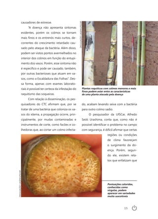 15
Pontuações coloridas,
conhecidas como
vírgulas, podem
aparecer em variedades
muito suscetíveis
causadores de estresse.
“A doença não apresenta sintomas
evidentes, porém os colmos se tornam
mais finos e os entrenós mais curtos, de-
correntes do crescimento retardado cau-
sado pelo ataque da bactéria. Além disso,
podem ser vistos pontos avermelhados no
interior dos colmos em função do entupi-
mento dos vasos. Porém, esse sintoma não
é específico e pode ser causado, também,
por outras bacterioses que atuam em va-
sos, como a Escaldadura das Folhas”. Des-
sa forma, apenas com exames laborato-
riais é possível ter certeza da infestação do
raquitismo das soqueiras.
Com relação à disseminação, os pes-
quisadores do CTC afirmam que, por se
tratar de uma bactéria que coloniza os va-
sos do xilema, a propagação ocorre, prin-
cipalmente, por mudas contaminadas e
instrumentos de corte, como facões e co-
lhedoras que, ao cortar um colmo infecta-
do, acabam levando seiva com a bactéria
para outro colmo sadio.
O pesquisador da UfSCar, Alfredo
Seiiti Urashima, conta que, como não é
possível identificar o problema no campo
com segurança, é difícil afirmar que certas
regiões ou condições
de clima favoreçam
o surgimento da do-
ença. Porém, segun-
do ele, existem rela-
tos que enfatizam que
DIVULGAÇÃOLAGEM/UFSCAR
DIVULGAÇÃOLAGEM/UFSCAR
Plantas raquíticas com colmos menores e mais
finos podem estar entre as características
de uma planta atacada pela doença
 