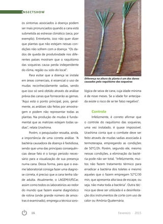 16	 Fevereiro · 2015
os sintomas associados à doença podem
ser mais pronunciados quando a cana está
submetida ao estresse climático (seca, por
exemplo). Entretanto, isso não quer dizer
que plantas que não estejam nessas con-
dições não sofrem com a doença. “Os da-
dos de queda de produtividade nos dife-
rentes países mostram que o raquitismo
das soqueiras causa perda independente
do clima, região ou solo do local”.
Para evitar que a doença se instale
em áreas comerciais, é essencial o uso de
mudas reconhecidamente sadias, sendo
que isso só será obtido através da análise
prévia das canas que fornecerão as gemas.
“Aqui está o ponto principal, pois, geral-
mente, as análises são feitas por amostra-
gem e podem não representar todas as
plantas. Na produção de mudas é funda-
mental que as matrizes estejam todas sa-
dias”, relata Urashima.
Porém, o pesquisador ressalta, ainda,
a importância de uma correta análise. “A
bactéria causadora da doença é fastidiosa,
sendo que uma das principais consequên-
cias desse fato é o longo período neces-
sário para a visualização de sua presença
numa cana. Dessa forma, para que o exa-
me laboratorial consiga fazer uma diagno-
se correta, é preciso que a cana tenha ida-
de adulta. Atualmente, o LAGEM/UfSCar,
assim como todos os laboratórios ao redor
do mundo que fazem exame diagnóstico
de rotina (onde grande número de amos-
tras é examinado), emprega a técnica soro-
lógica de seiva de cana, cuja idade mínima
é de nove meses. Se a idade for antecipa-
da existe o risco de se ter falso negativo”.
Controle
Infelizmente, é correto afirmar que
o controle do raquitismo das soqueiras,
uma vez instalado, é quase impossível.
Urashima conta que o combate deve ser
feito através de mudas sadias associada à
termoterapia, empregando as condições
de 50°C/2h. Porém, segundo ele, mesmo
nessas condições, a eliminação da bacté-
ria pode não ser total. “Infelizmente, mui-
tos não fazem tratamento térmico para
erradicar a bactéria dos toletes e mesmo
aqueles que o fazem empregam 52°C/30
min, que apresenta alta taxa de escape, ou
seja, não mata toda a bactéria”. Outra téc-
nica que deve ser utilizada é a desinfesta-
ção dos instrumentos de corte com uso de
calor ou Amônia Quaternária.
Diferença na altura da planta é um dos danos
causados pelo raquitismo das soqueiras
INSECTSHOW
DIVULGAÇÃOLAGEM/UFSCAR
 