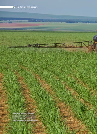 18	 Fevereiro · 2015
SOLUÇÕES INTEGRADAS
Cana-soca ganha o reforço de
defensivos da BASF que, além
de controlarem doenças, pragas
e plantas daninhas, contribuem
para o aumento de produtividade
 