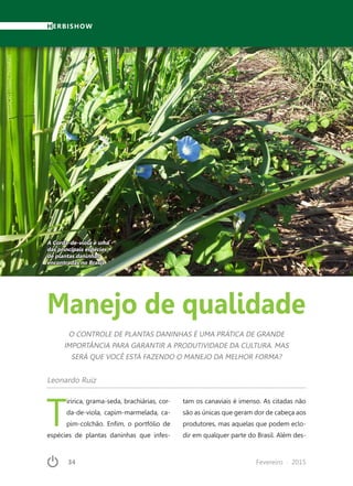 34	 Fevereiro · 2015
HERBISHOW
Manejo de qualidade
Leonardo Ruiz
O CONTROLE DE PLANTAS DANINHAS É UMA PRÁTICA DE GRANDE
IMPORTÂNCIA PARA GARANTIR A PRODUTIVIDADE DA CULTURA. MAS
SERÁ QUE VOCÊ ESTÁ FAZENDO O MANEJO DA MELHOR FORMA?
T
iririca, grama-seda, brachiárias, cor-
da-de-viola, capim-marmelada, ca-
pim-colchão. Enfim, o portfólio de
espécies de plantas daninhas que infes-
tam os canaviais é imenso. As citadas não
são as únicas que geram dor de cabeça aos
produtores, mas aquelas que podem eclo-
dir em qualquer parte do Brasil. Além des-
A Corda-de-viola é uma
das principais espécies
de plantas daninhas
encontradas no Brasil
DIVULGAÇÃOUSINASITAMARATI
 