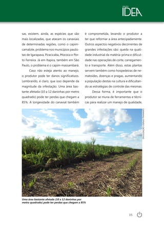 35
sas, existem, ainda, as espécies que são
mais localizadas, que atacam os canaviais
de determinadas regiões, como o capim-
camalote, problema nos municípios paulis-
tas de Igarapava, Piracicaba, Mococa e Por-
to Ferreira. Já em Itapira, também em São
Paulo, o problema é o capim-massambará.
Caso não esteja atento ao manejo,
o produtor pode ter danos significativos.
Lembrando, é claro, que isso depende da
magnitude da infestação. Uma área bas-
tante afetada (10 a 12 daninhas por metro
quadrado) pode ter perdas que chegam a
85%. A longevidade do canavial também
é comprometida, levando o produtor a
ter que reformar a área antecipadamente.
Outros aspectos negativos decorrentes de
grandes infestações são: queda na quali-
dade industrial da matéria-prima e dificul-
dade nas operações de corte, carregamen-
to e transporte. Além disso, estas plantas
servem também como hospedeiras de ne-
matoides, doenças e pragas, aumentando
a população destas na cultura e dificultan-
do as estratégias de controle das mesmas.
Dessa forma, é importante que o
produtor se muna de ferramentas e técni-
cas para realizar um manejo de qualidade,
Uma área bastante afetada (10 a 12 daninhas por
metro quadrado) pode ter perdas que chegam a 85%
DIVULGAÇÃOUSINASITAMARATI
 