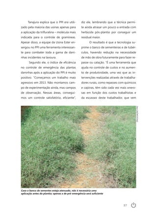 37
Tanajura explica que o PPI era utili-
zado pela maioria das usinas apenas para
a aplicação da trifluralina – molécula mais
indicada para o controle de gramíneas.
Apesar disso, a equipe da Usina Ester en-
xergou no PPI uma ferramenta interessan-
te para combater toda a gama de dani-
nhas incidentes na lavoura.
Segundo ele, o índice de eficiência
no controle de emergência das plantas
daninhas após a aplicação do PPI é muito
positivo. “Começamos um trabalho mais
agressivo em 2013. Não montamos cam-
po de experimentação ainda, mas campos
de observação. Nessas áreas, consegui-
mos um controle satisfatório, eficiente”,
diz ele, lembrando que a técnica permi-
te ainda atrasar um pouco a entrada com
herbicida pós-plantio por conseguir um
residual maior.
O resultado é que a tecnologia su-
prime o banco de sementeiras e de tubér-
culos, havendo redução na necessidade
de mão de obra futuramente para fazer re-
passe ou catação. “É uma ferramenta que
ajuda no controle de custos e no aumen-
to de produtividade, uma vez que as in-
tervenções realizadas através de trabalha-
dores rurais, como repasses com químicos
e capinas, têm sido cada vez mais onero-
sas em função dos custos trabalhistas e
da escassez deste trabalhador, que vem
Caso o banco de sementes esteja atenuado, não é necessária uma
aplicação antes do plantio; apenas a de pré-emergência será suficiente
DIVULGAÇÃOFMC
 