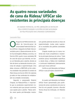 64	 Fevereiro · 2015
PESQUISA & DESENVOLVIMENTO
As quatro novas variedades
de cana da Ridesa/ UFSCar são
resistentes às principais doenças
DE GRANDE POTENCIAL, AS PRÉ-LIBERAÇÕES SE DESTACAM
PELA COMPETITIVIDADE E JÁ ESTÃO EM FASE ACELERADA
DE MULTIPLICAÇÃO NAS UNIDADES CONVENIADAS
Leonardo Ruiz
O
Programa de Melhoramento Ge-
nético da Cana-de-açúcar da
Universidade Federal de São Car-
los (UFSCar), integrante da Rede Interuni-
versitária para o Desenvolvimento do Se-
tor Sucroenergético (Ridesa), anunciou, no
final de 2014, quatro novas variedades RB
de cana-de-açúcar que deverão, em bre-
ve, ser liberadas para o plantio, devido ao
fato de terem se destacado durante o pro-
cesso de seleção e experimentação. Uma
delas, inclusive, a RB975201, já foi a déci-
ma variedade mais plantada no estado do
Mato Grosso do Sul em 2014. Os materiais
já estão em fase acelerada de multiplica-
ção nas unidades conveniadas.
Segundo o pesquisador Roberto
Chapola, da Ridesa/UFSCar, é importan-
te que os produtores experimentem no-
vos materiais para que possam aumentar
suas opções para o plantio. “Nesse senti-
do, essas quatro pré-liberações mostra-
ram grande potencial durante as fases de
experimentação, muitas vezes superan-
do os resultados dos padrões (variedades
comerciais).”
Chapola ressalta que os novos ma-
teriais são muito competitivos e resisten-
tes às principais doenças da cultura. “Cada
produtor possui necessidades específicas
e, diante disso, a Ridesa tem trabalhado
e continuará trabalhando intensivamente
para suprir essas carências.”
Confira as pré-liberações da Ridesa/
UFSCar e suas principais características:
As quatro pré-liberações da Ridesa/
UFSCar foram apresentadas para profis-
sionais de usinas e produtores de cana no
final do ano passado, durante a Reunião
Técnica Anual da instituição, em Ribeirão
Preto.
 