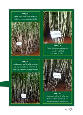 65
RB975242
Opção para o final de safra, não
floresce e deve ser alocada em
ambientes médios a restritivos.
RB975952
Opção para o início de safra nos
melhores ambientes de produção.
RB985476
Possui altíssima produtividade,
devendo ser colhida
no meio de safra.
RB975201
Opção para o final de safra, excelente
resposta nos melhores ambientes de
produção e ausência de florescimento.
 