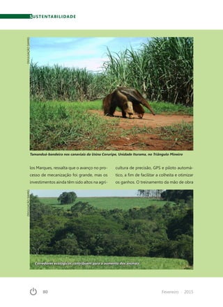 80	 Fevereiro · 2015
los Marques, ressalta que o avanço no pro-
cesso de mecanização foi grande, mas os
investimentos ainda têm sido altos na agri-
cultura de precisão, GPS e piloto automá-
tico, a fim de facilitar a colheita e otimizar
os ganhos. O treinamento da mão de obra
DIVULGAÇÃOSIAMIGDIVULGAÇÃOSIAMIG
Tamanduá-bandeira nos canaviais da Usina Coruripe, Unidade Iturama, no Triângulo Mineiro
Corredores ecológicos contribuem para o aumento dos animais
SUSTENTABILIDADE
 