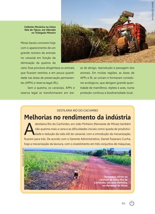85
Minas Gerais convivem hoje
com o aparecimento de um
grande número de animais
no canavial em função da
eliminação da queima da
cana. Esse processo afugentava os animais,
que ficavam restritos e em pouca quanti-
dade nas áreas de preservação permanen-
tes (APPs) e reserva legal (RL).
Sem a queima, os canaviais, APPs e
reserva legal se transformaram em áre-
as de abrigo, reprodução e passagem dos
animais. Em muitas regiões, as áreas de
APPs e RL se uniram e formaram corredo-
res ecológicos, que abrigam grande quan-
tidade de mamíferos, répteis e aves, numa
proteção contínua à biodiversidade local.
Colheita Mecânica na Usina
Vale do Tijuco, em Uberaba
no Triângulo Mineiro
DIVULGAÇÃOSIAMIG
DIVULGAÇÃOSIAMIG
DESTILARIA RIO DO CACHIMBO
Melhorias no rendimento da indústria
A
destilaria Rio do Cachimbo, em João Pinheiro (Noroeste de Minas) também
não queima mais a cana e as dificuldades iniciais como queda de produtivi-
dade e redução da vida útil do canavial, com a introdução da mecanização,
ficaram para trás. De acordo com o Gerente Administrativo, Daniel Fazanaro Cunha,
hoje a mecanização da lavoura, com o investimento em três conjuntos de máquinas,
Tamanduá-mirim no
canavial da Usina Rio do
Cachimbo, em João Pinheiro,
no Noroeste de Minas
 