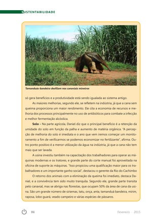 86	 Fevereiro · 2015
só gera benefícios e a produtividade está sendo igualada ao sistema antigo.
As maiores melhorias, segundo ele, se refletem na indústria, já que a cana sem
queima proporciona um maior rendimento. Ele cita a economia de recursos e me-
lhoria dos processos principalmente no uso de antibióticos para combate a infecção
e melhor fermentação alcóolica.
Solo - Na parte agrícola, Daniel diz que o principal benefício é a retenção da
umidade do solo em função da palha e aumento de matéria orgânica. “A percep-
ção de melhoria do solo é imediata e o ano que vem iremos começar um monito-
ramento a fim de verificarmos se podemos economizar no fertilizante”, afirma. Ou-
tro ponto positivo é a menor utilização da água na indústria, já que a cana não tem
mais que ser lavada.
A usina investiu também na capacitação dos trabalhadores para operar as má-
quinas modernas e os tratores, e grande parte do corte manual foi aproveitada na
oficina de suporte às máquinas. “Isso propiciou uma qualificação maior para os tra-
balhadores e um importante ganho social”, destacou o gerente da Rio do Cachimbo
O retorno dos animais com a eliminação da queima foi imediato, destaca Da-
niel, e a convivência tem sido muito tranquila. Segundo ele, grande parte transita
pelo canavial, mas se abriga nas florestas, que ocupam 50% da área de cana da usi-
na. São um grande número de siriemas, tatu, onça, anta, tamanduá bandeira, mirim,
raposa, lobo guará, veado campeiro e várias espécies de pássaros.
Tamanduás-bandeira desfilam nos canaviais mineiros
SUSTENTABILIDADE
 