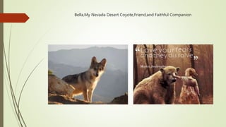 Bella,My Nevada Desert Coyote,Friend,and Faithful Companion
 