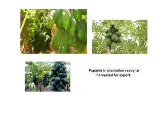 Papayas in plantation ready to
harvested for export.
 