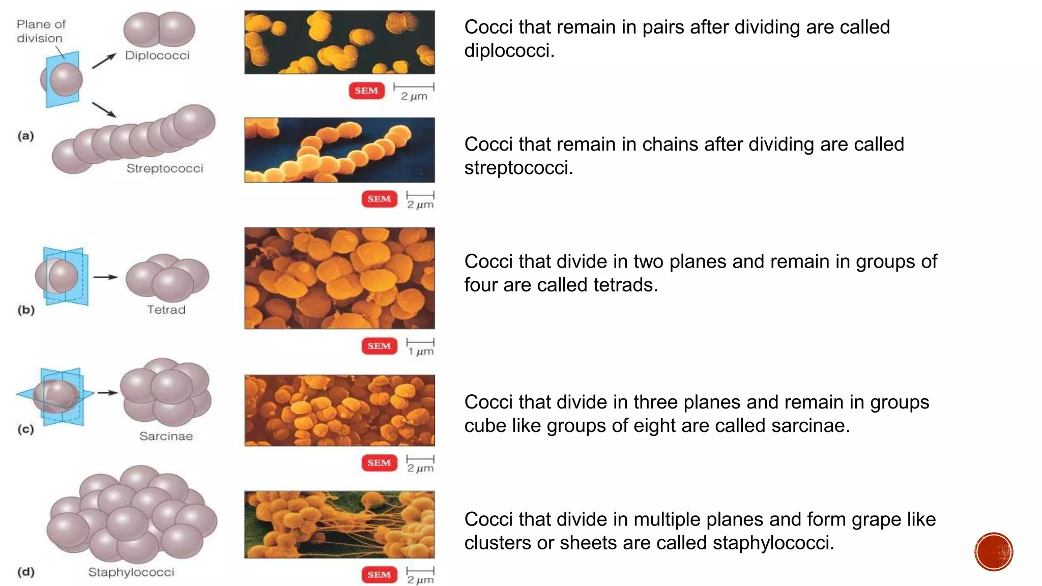 Cocci that remain in pairs after dividing are called
diplococci.
Cocci that remain in chains after dividing are called
streptococci.
Cocci that divide in two planes and remain in groups of
four are called tetrads.
Cocci that divide in three planes and remain in groups
cube like groups of eight are called sarcinae.
Cocci that divide in multiple planes and form grape like
clusters or sheets are called staphylococci.
 