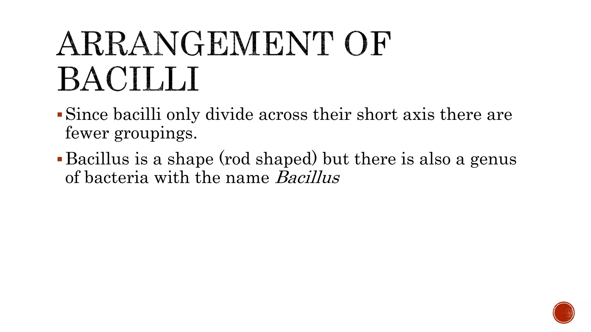 Since bacilli only divide across their short axis there are
fewer groupings.
Bacillus is a shape (rod shaped) but there is also a genus
of bacteria with the name Bacillus
 