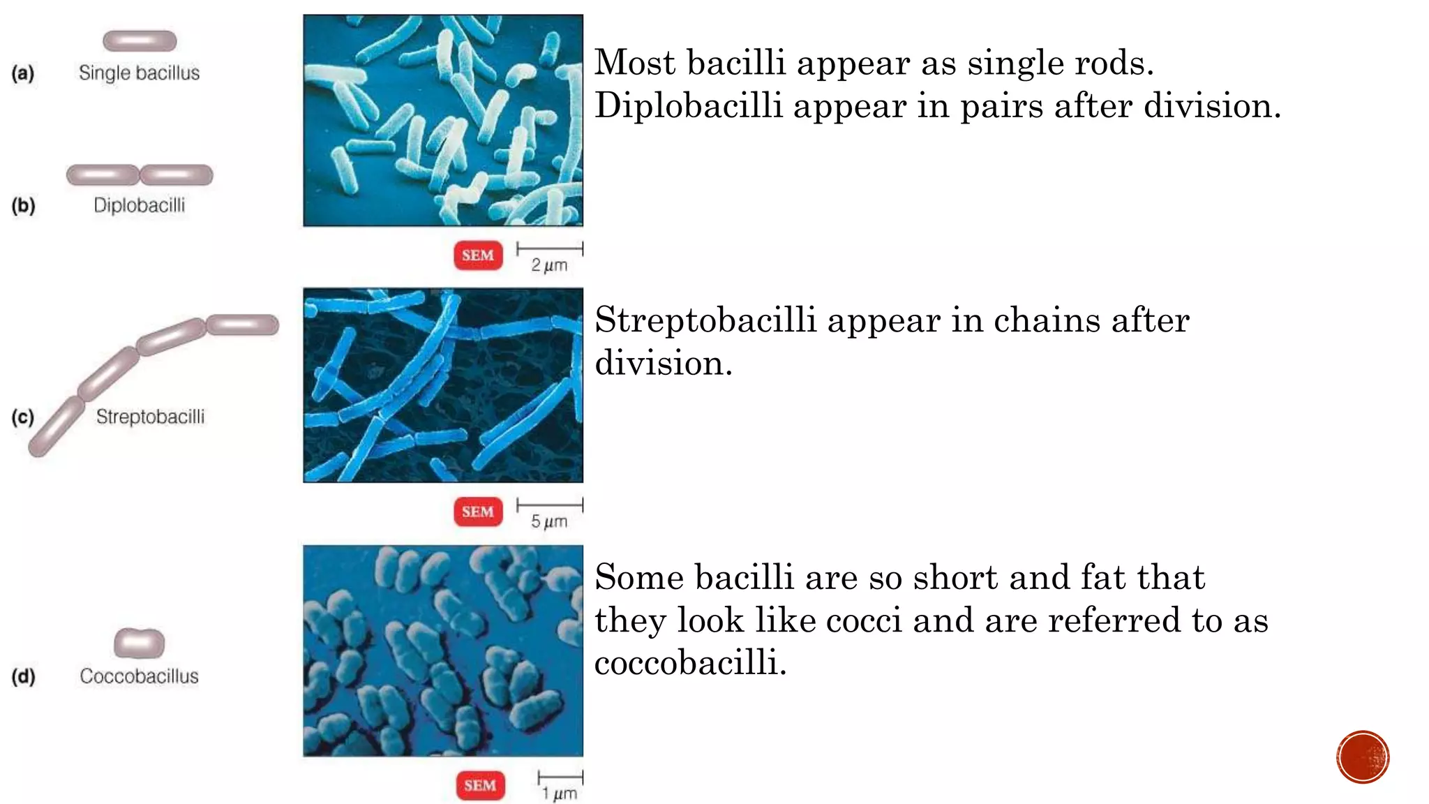 Most bacilli appear as single rods.
Diplobacilli appear in pairs after division.
Streptobacilli appear in chains after
division.
Some bacilli are so short and fat that
they look like cocci and are referred to as
coccobacilli.
 